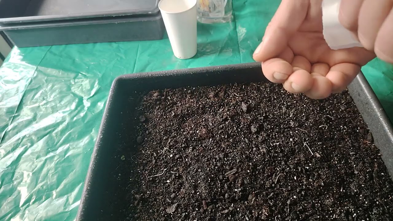 Посів ранньої капусти:🥬 робимо це правильно, щоб розсада не витягувалася. 