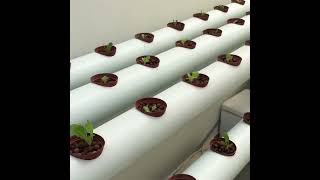 Pindah Tanam Ke Netpot Hidroponik Masea Farm