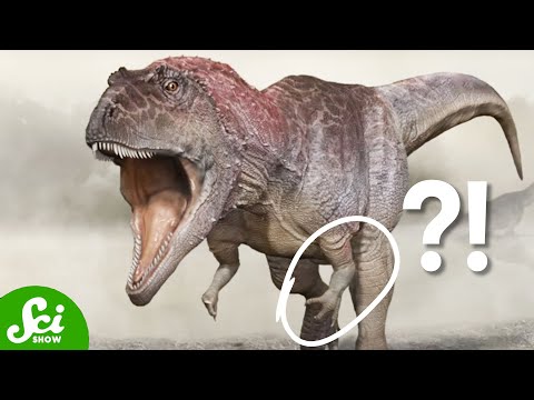 Video: Ko dara paleontologs?