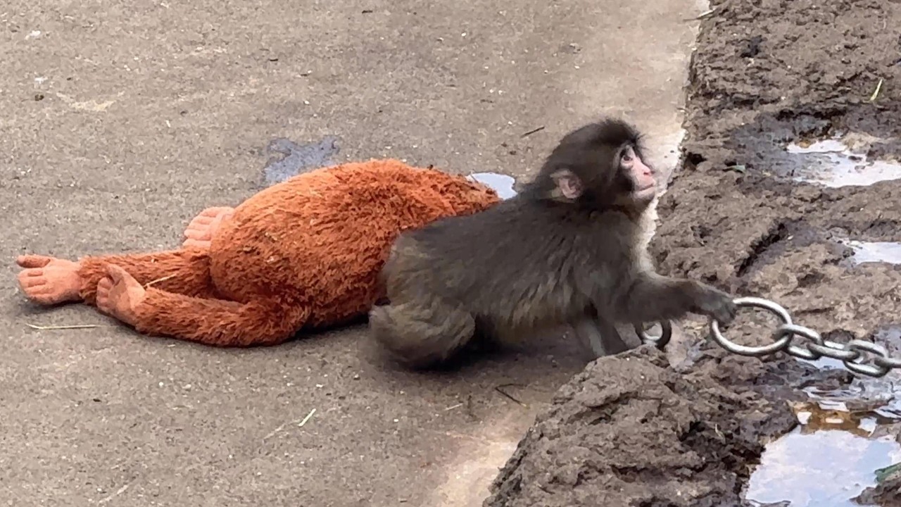 番外編 鎖で遊ぶ時もママと一緒のパンチくん【番外編】【市川市動植物園】ニホンザル