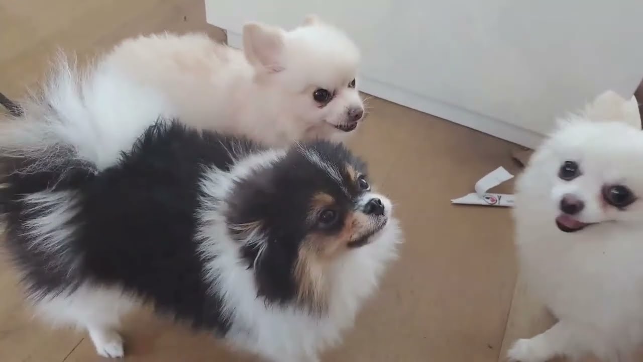 Nabi Embarrassed Miyoung