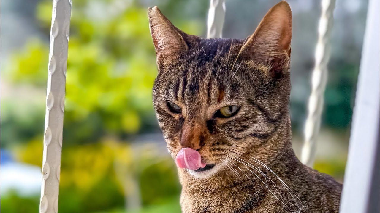 "Funny & Cute Cat Moments: Daily Life of Our 3 Furry Friends" 