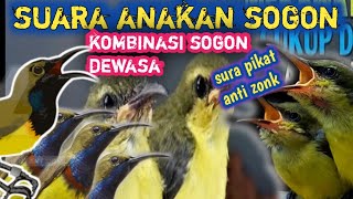 Suara Pikat Sogon Anti Zonkjahidchannel5459 