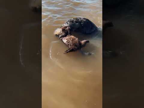Otter Begegnung