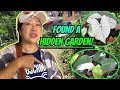 Plant hunting in the wilderness! Found a hidden garden! - Part 1 | Tara! Kain tayo ng kalabaw!|