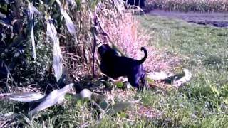 Staffy Goja Destroys Corn