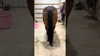 His Tail Is Soooo Long