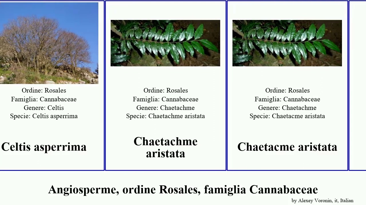 Angiosperme, ordine Rosales, famiglia Cannabaceae featuring sativa indica orientale orientalis