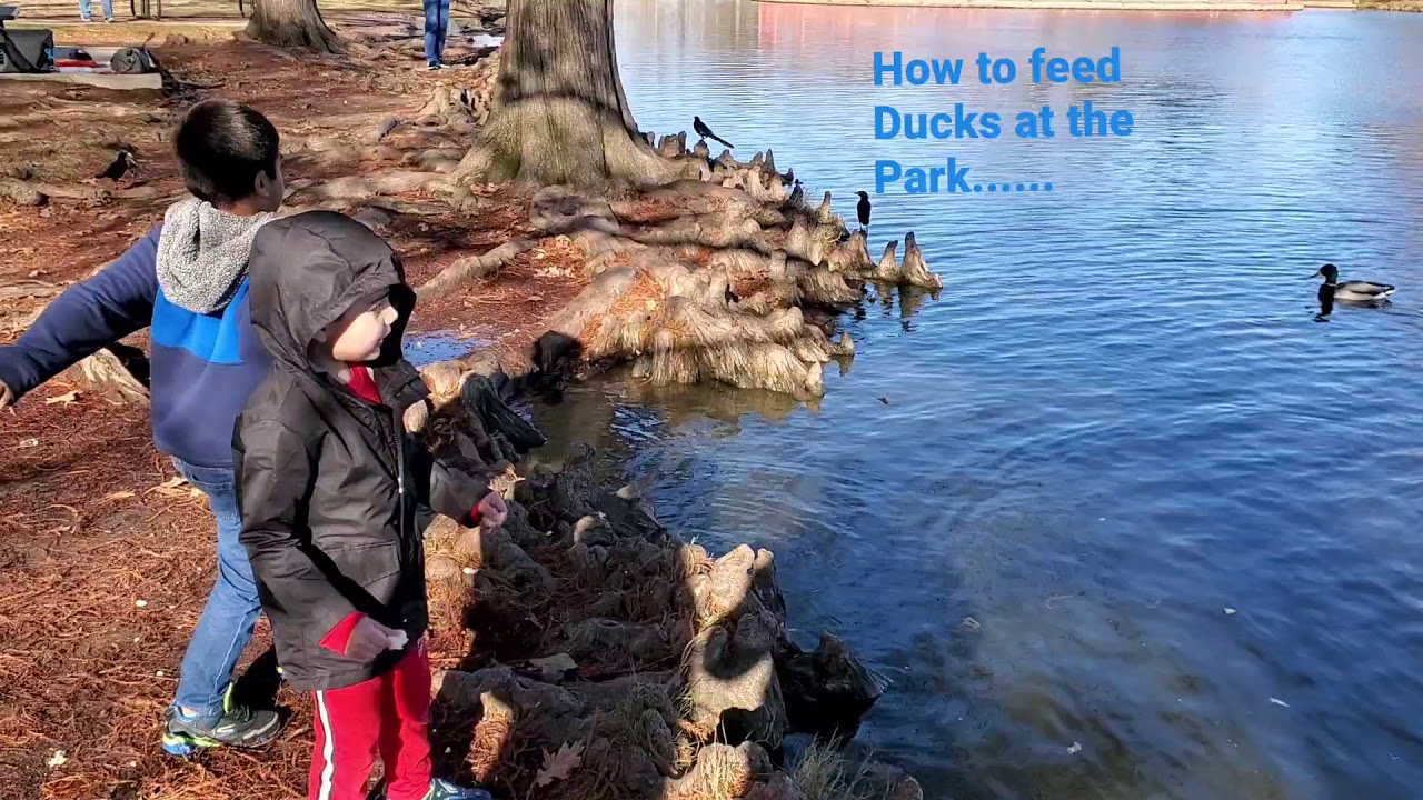 How to feed Ducks at the park.... - YouTube