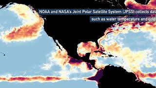 Extreme Ocean Temperatures Are Affecting Florida’s Coral Reef screenshot 5
