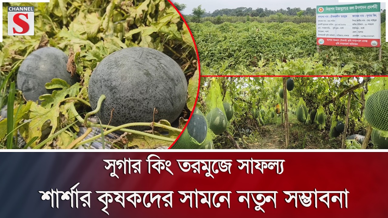 সুগার কিং তরমুজে সাফল্য; শার্শার কৃষকদের সামনে নতুন সম্ভাবনা | Watermelon | Channel S News