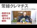 常緑クレマチス カートマニージョーの育て方 【実演】剪定方法！毎年咲かせるテクニック！