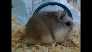 Hamster Cute