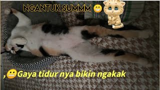 Baby Nomot Belajar Taekwondo Kucing Lucu