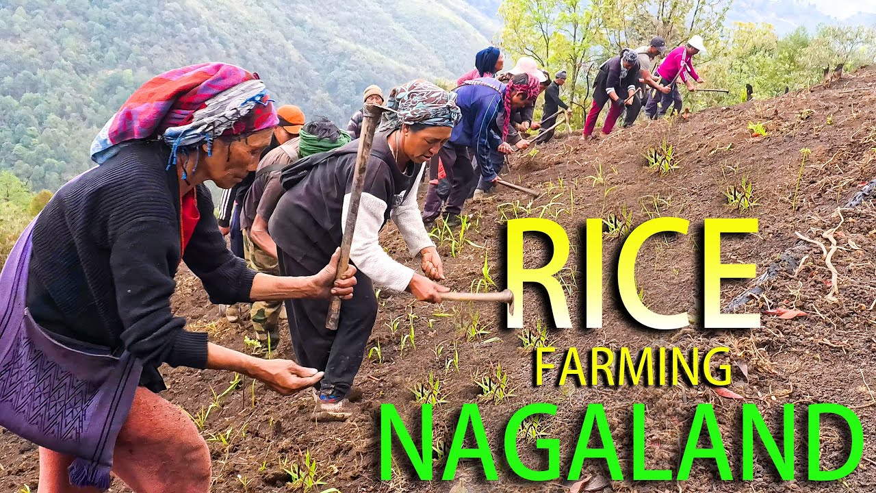Inside Nagaland Traditional Farming [Dry Rice Farming]