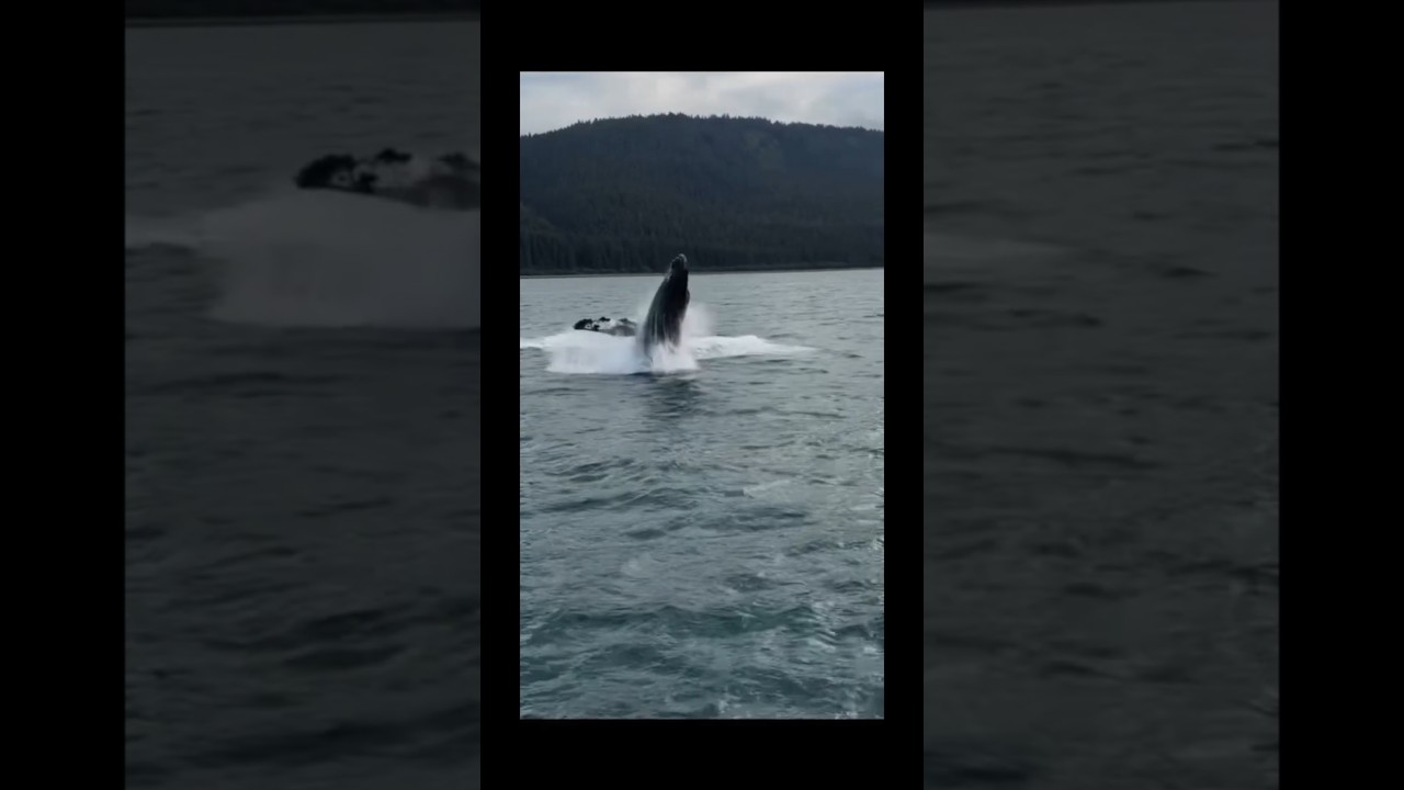 Icy Strait Point: Whales, Sea lions, and bears