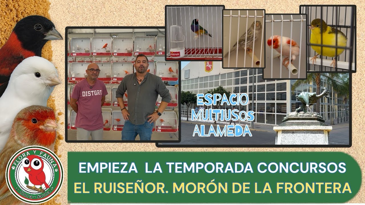 !!EMPIEZAN LAS BATALLAS!!..CONCURSO EL RUISEÑOR
