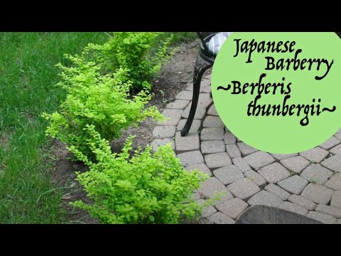 Video: Barberry 