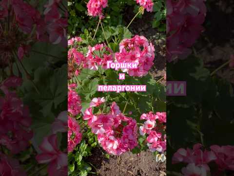 В каком горшке