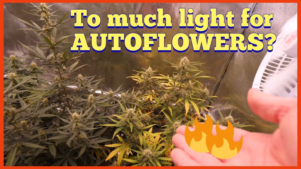 NEW LEDS AND AUTOFLOWER ISSUES?? WEEK 5 TO 6 UPDATE FLOWER TIME YouTube