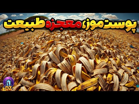 3میلیون تن پوست موز برای اوگاندا دردسر ساز شد سال بعد اتفاقی افتاد که دنیارو شوکه کرد