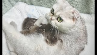 Mom cat scolds the owner for taking the kitten and treating her eyes
