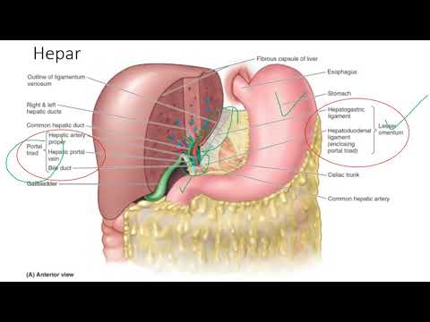 Video: Aksesori Anatomi Arteri Hepatik, Fungsi & Diagram - Peta Tubuh