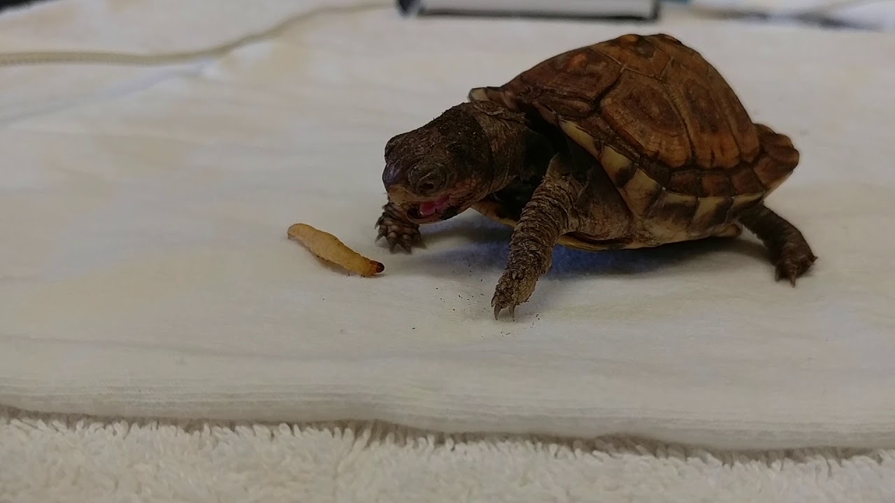 camera iphone 8 plus apk Eastern Box Turtle eats Student Loan Debt for Valentine's Day