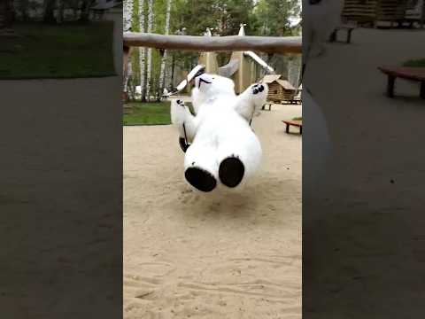 WOW! 😎Белый Медведь на детской площадке! #белыймедведь #shorts