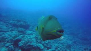 Orange lined triggerfish