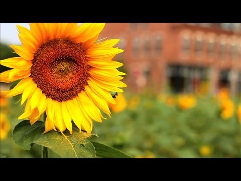 Sustainable Land Lab update -- Sunflower + Project