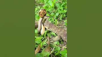 Wild Jungle Fight: Cobra vs Monitor Lizard | Rare Survival Battle! #shorts #yt #snacks #wildlife