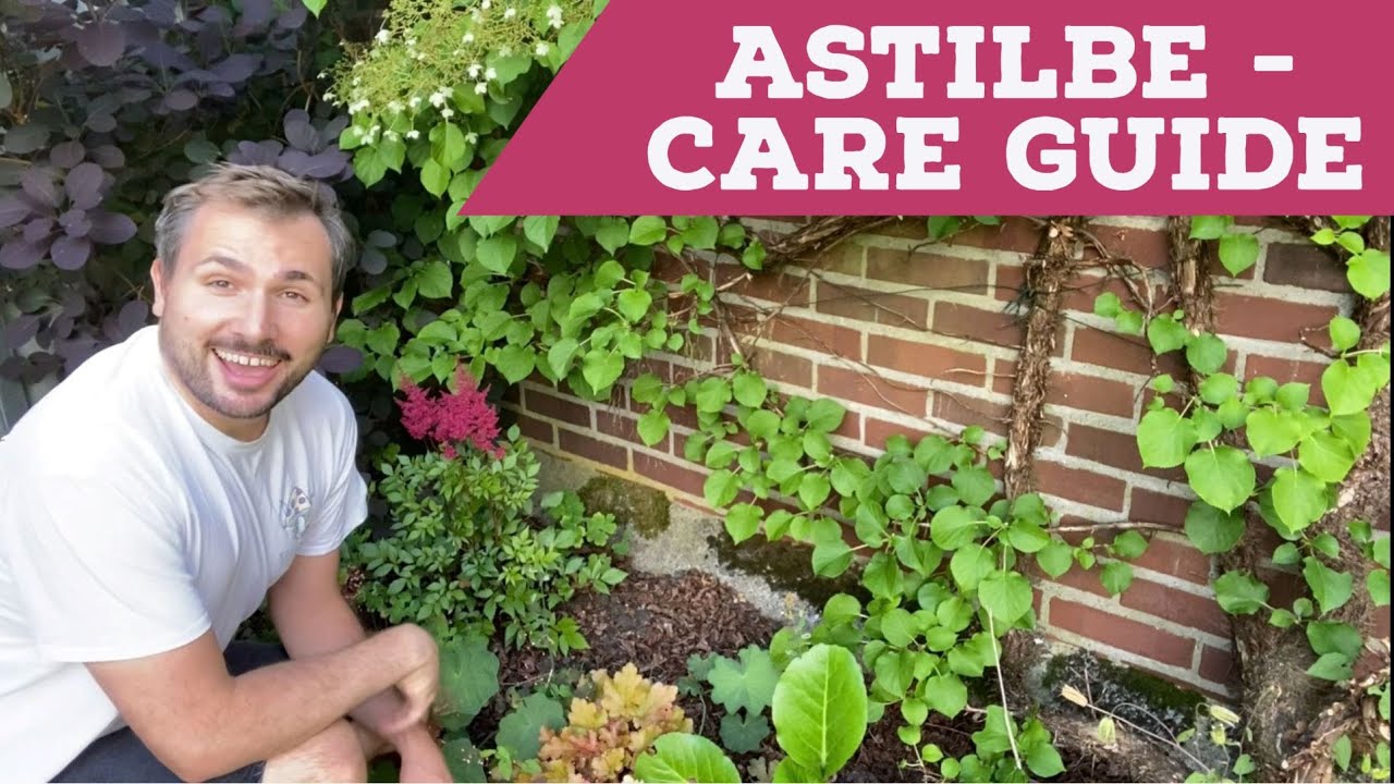 Astilbe Care Guide - 7 Easy Steps