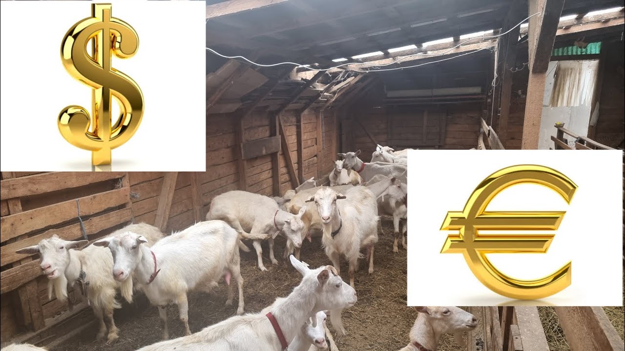 Afacere cu capre  ! Poți trăi din creșterea caprelor  ???