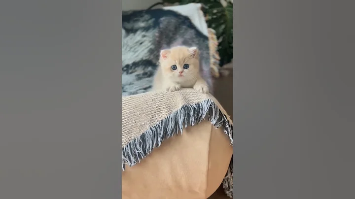 When a Tiny Kitten Looks This Cute 😻#shorts #shortvideo #cat #cute #cutecat #funny #thesdcanimals