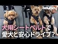 愛犬と安心ドライブ？ 万が一の安全を守る犬用シートベルト