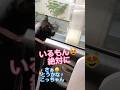 天才⁉️人間⁉️めちゃクリアに発音するお喋り猫! #天才猫 #にゃんトーク #cat #しゃべる猫