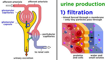 The Urinary System