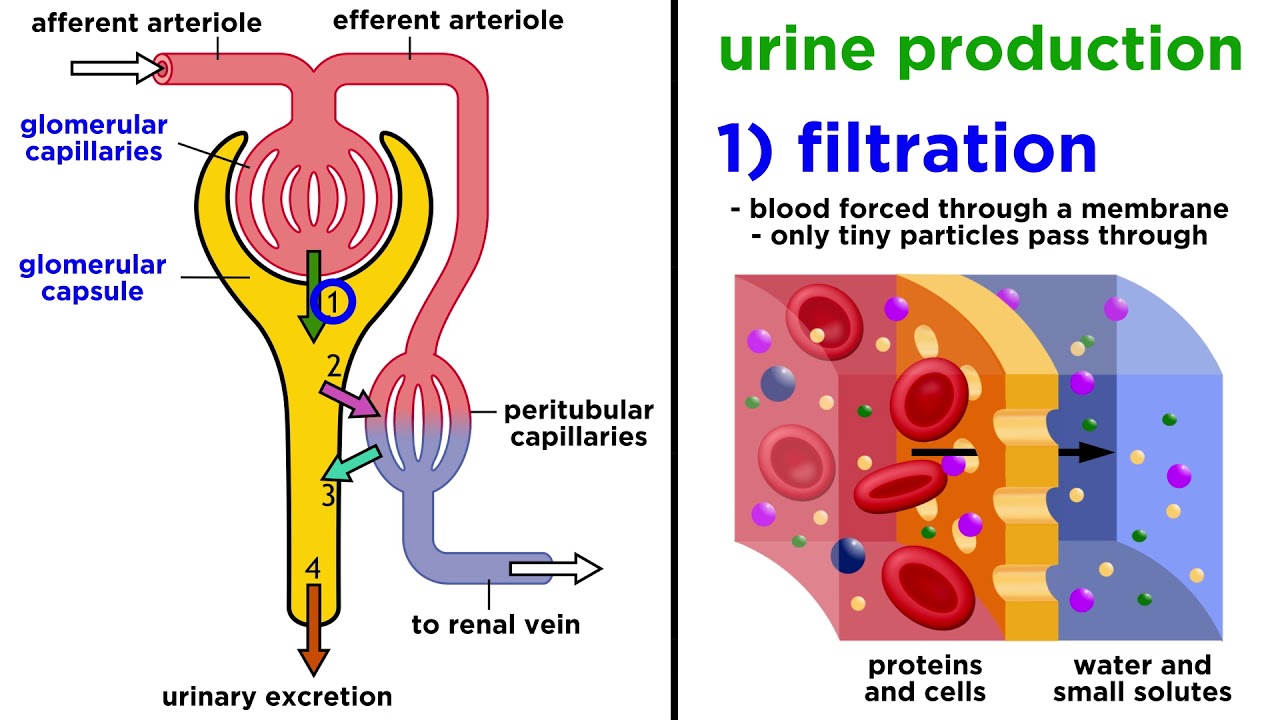 the-urinary-system-youtube