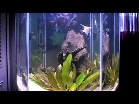 60 gallon Hexagon Aquarium - YouTube