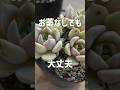 【ポツポツ黒いシミ】ポイントは置き場所と水やり