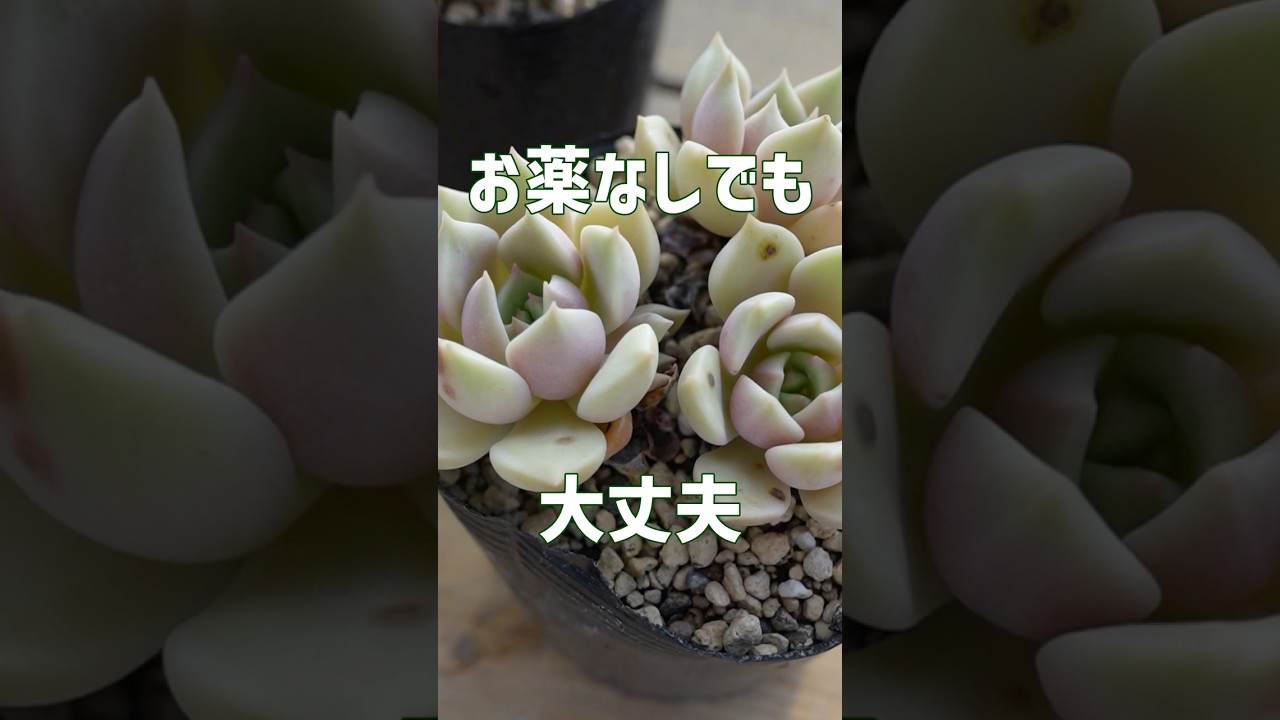 【ポツポツ黒いシミ】ポイントは置き場所と水やり