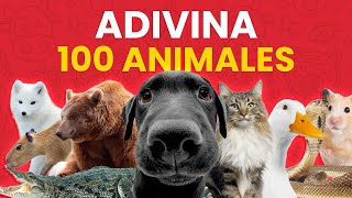 Adivina el Animal en 3 SEGUNDOS ✅ | Reto de 100 Animales