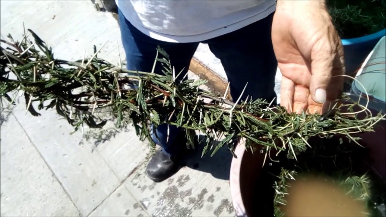 La Corona de Espinas