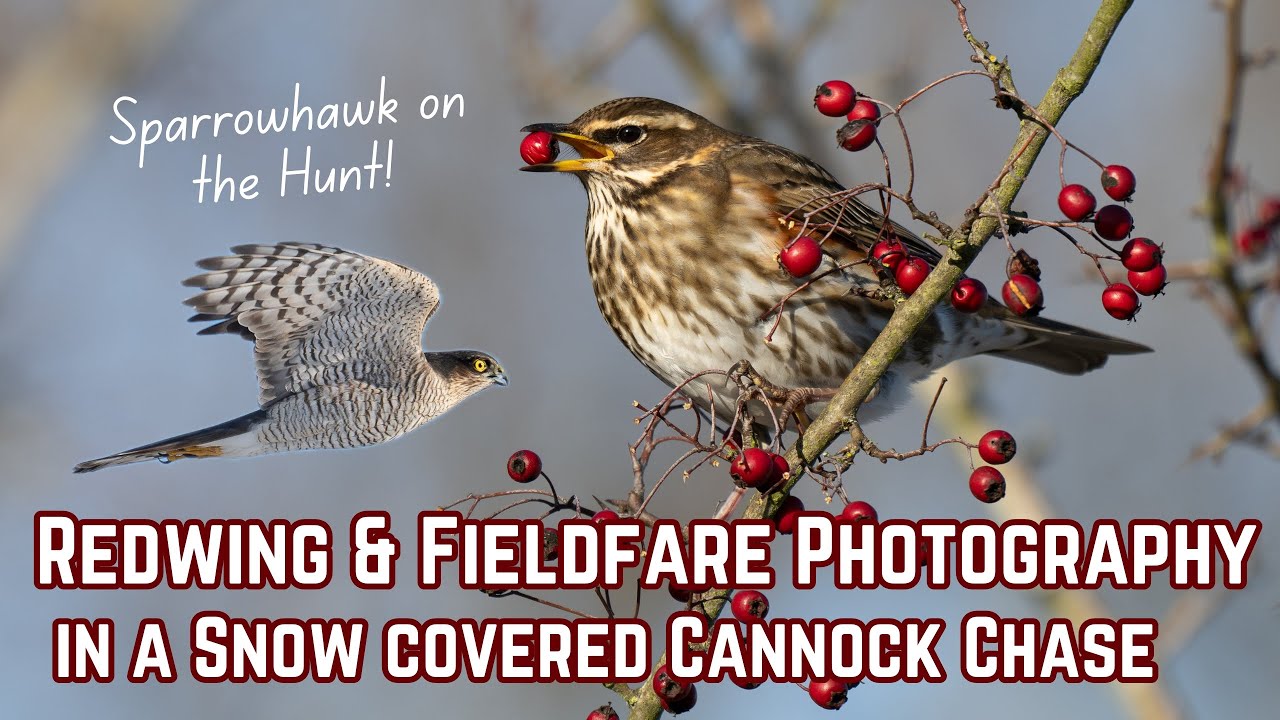 Redwing & Fieldfare Photography | Winter Walk with the Nikon Z8 180-600mm 
