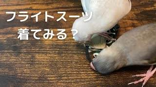 文鳥と過ごす日々【37日目】フライトスーツなるものを・・・