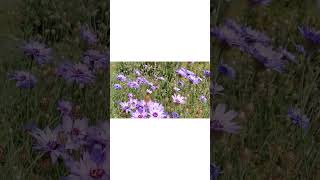 The Power of Love and Healing