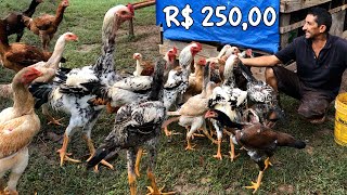 Galo Indio Gigante Com 1,10Mt - R 250,00 O Frango Com 8 Meses De Vida