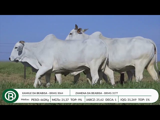 Lote 26   Leilão Beabisa – Matrizes Top Genética – 10ª Edição