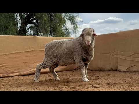 AFA RAM AUCTION 2025 LOT 39 PB243005